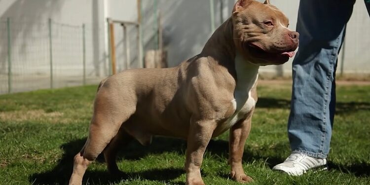 É perigoso ter um American Bully? É perigoso ter um American Bully?
