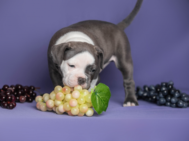 Frutas proibidas para cachorros Frutas proibidas para cachorros