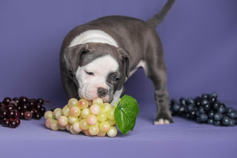 Frutas proibidas para cachorros