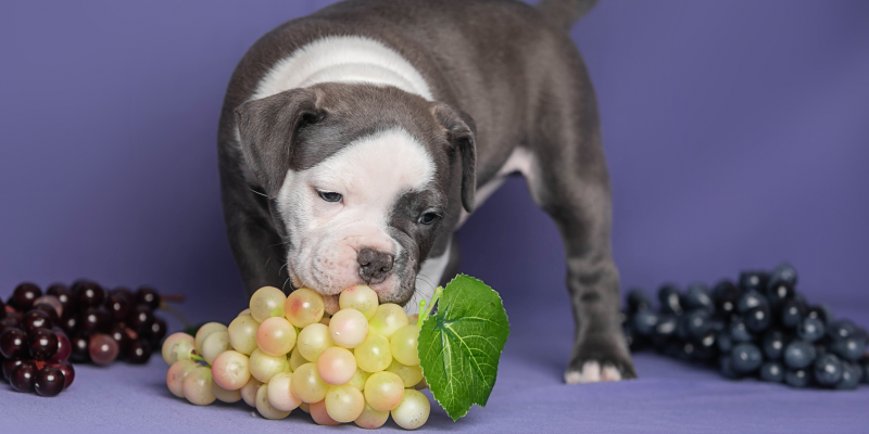 Frutas proibidas para cachorros Frutas proibidas para cachorros