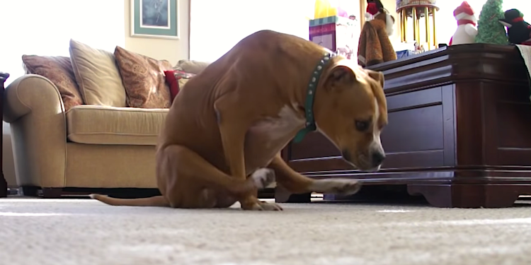 Por que o cão esfrega o bumbum no chão Por que o cão esfrega o bumbum no chão
