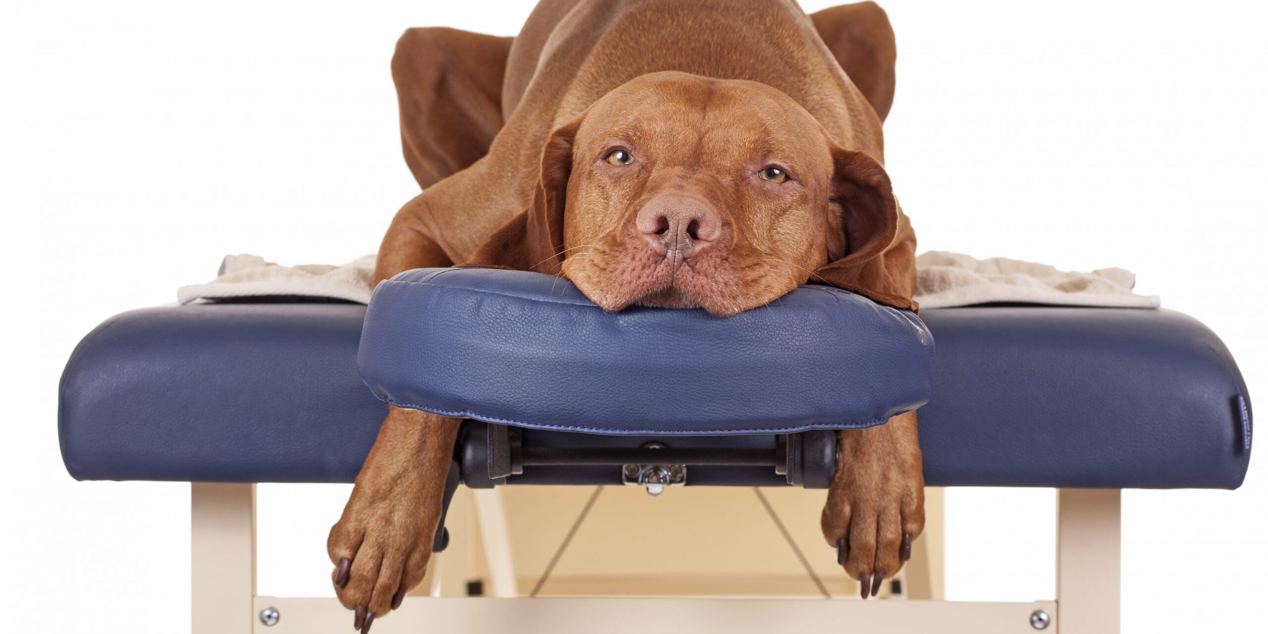 Quiropraxia em cães Quiropraxia em cães