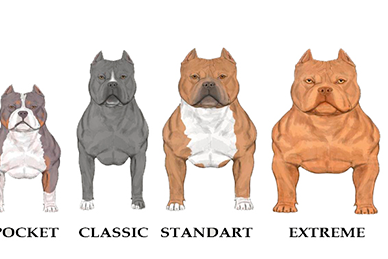 Tipos de American Bully