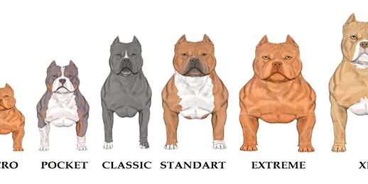 Tipos de American Bully Tipos de American Bully