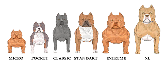 Tipos de American Bully Tipos de American Bully