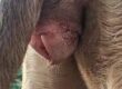 Cachorra menstruada - Cio