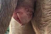 Cachorra menstruada - Cio