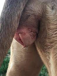 Cachorra menstruada – Cio Cachorra menstruada - Cio