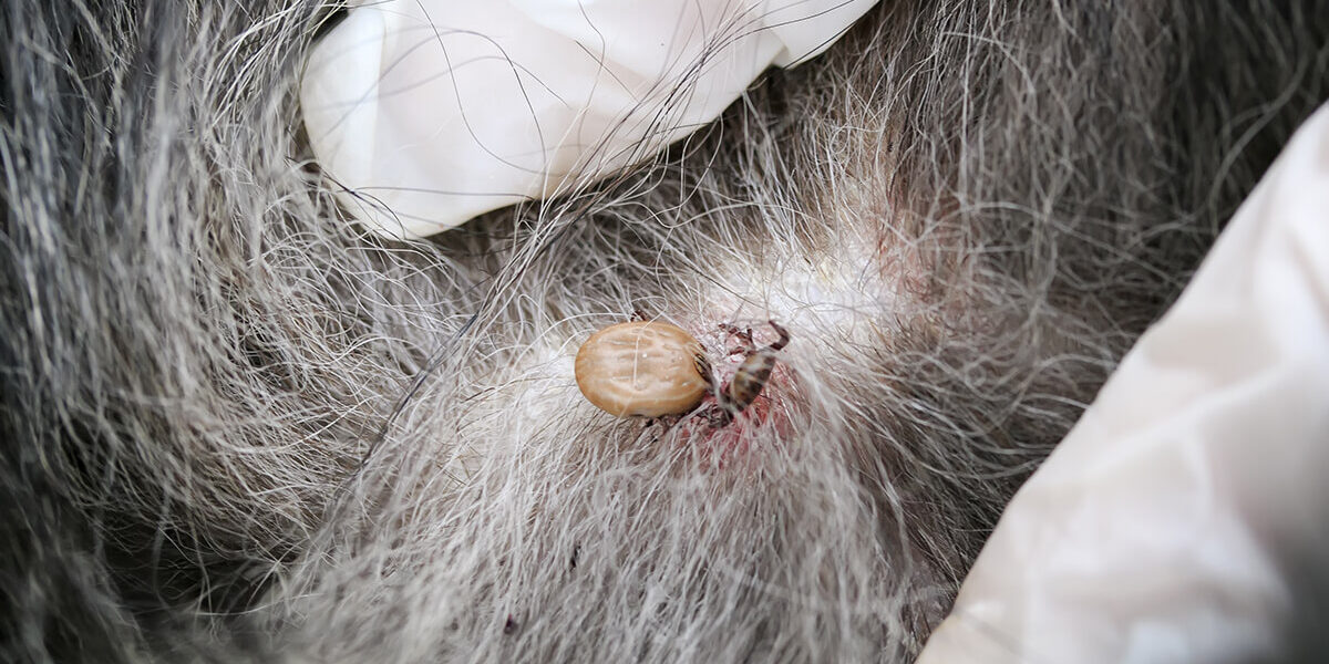 Carrapato em Cachorro: Como Resolver o Problema? Carrapato em Cachorro: Como Resolver o Problema?