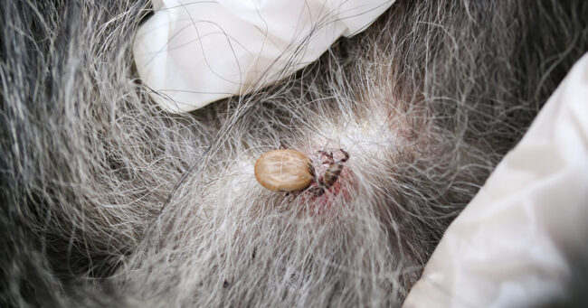 Carrapato em Cachorro: Como Resolver o Problema? Carrapato em Cachorro: Como Resolver o Problema?