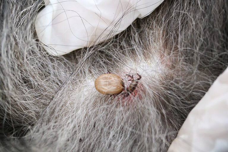 Carrapato em Cachorro: Como Resolver o Problema?