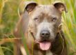 Castração em cães: Benefícios, Riscos e Mitos