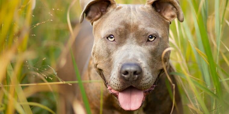 Castração em cães: Benefícios, Riscos e Mitos Castração em cães: Benefícios, Riscos e Mitos