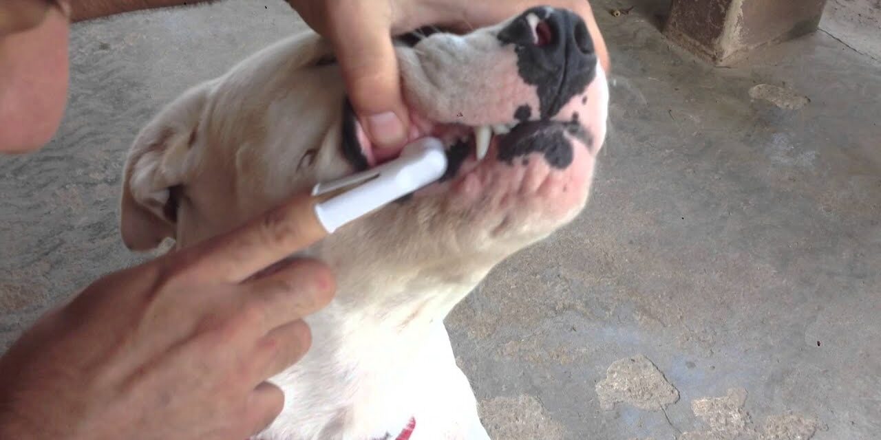 Como Escovar os Dentes do Cachorro Como Escovar os Dentes do Cachorro