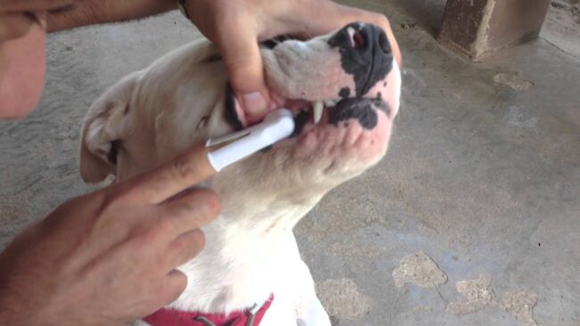 Como Escovar os Dentes do Cachorro Como Escovar os Dentes do Cachorro