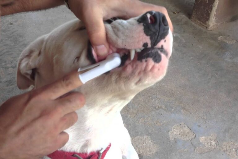 Como Escovar os Dentes do Cachorro