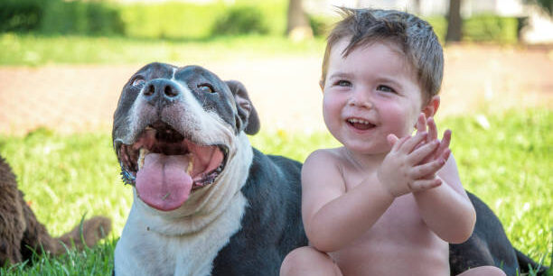 Desvendando os mitos sobre os pitbulls