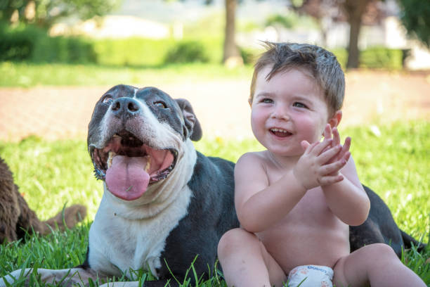 Desvendando os mitos sobre os pitbulls Desvendando os mitos sobre os pitbulls