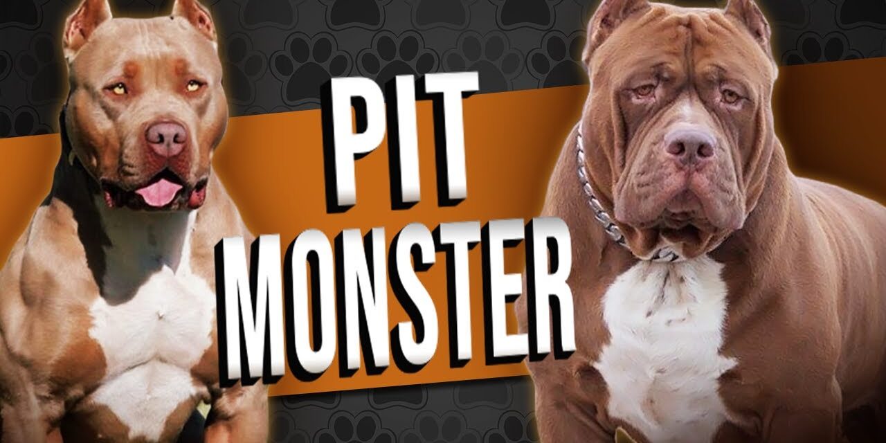 Pit Monster – O pitbull extremado Pit Monster - O pitbull extremado