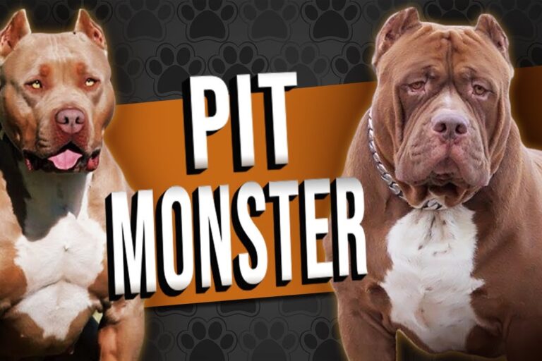Pit Monster - O pitbull extremado