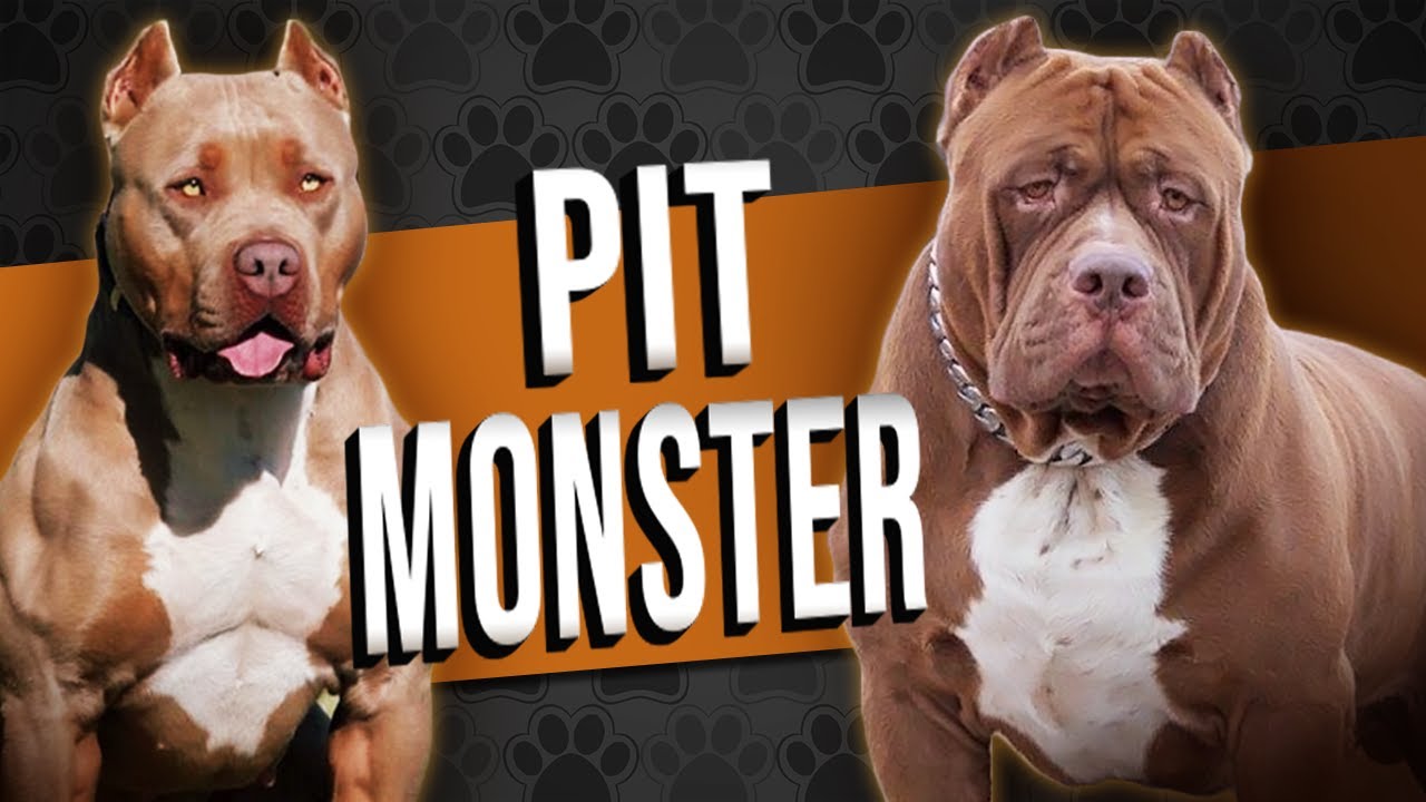 Conheça o Pit Monster A nova raça de cães brasileira que está