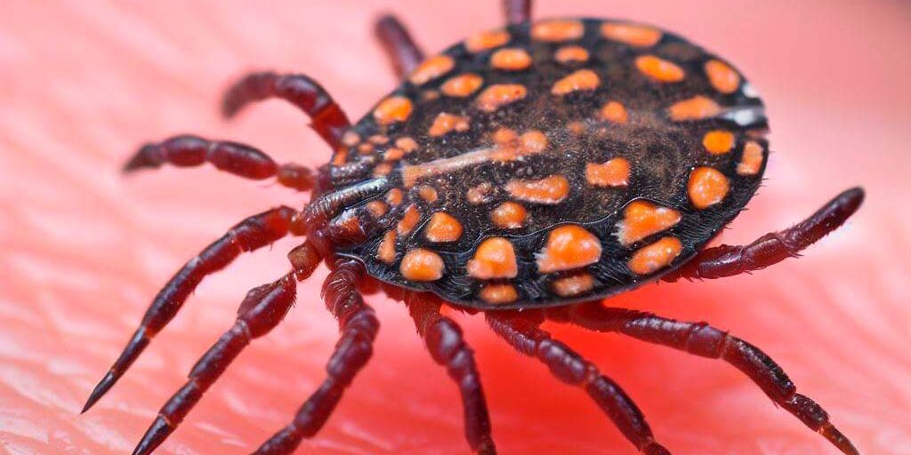 Febre maculosa em cães Febre maculosa em cães