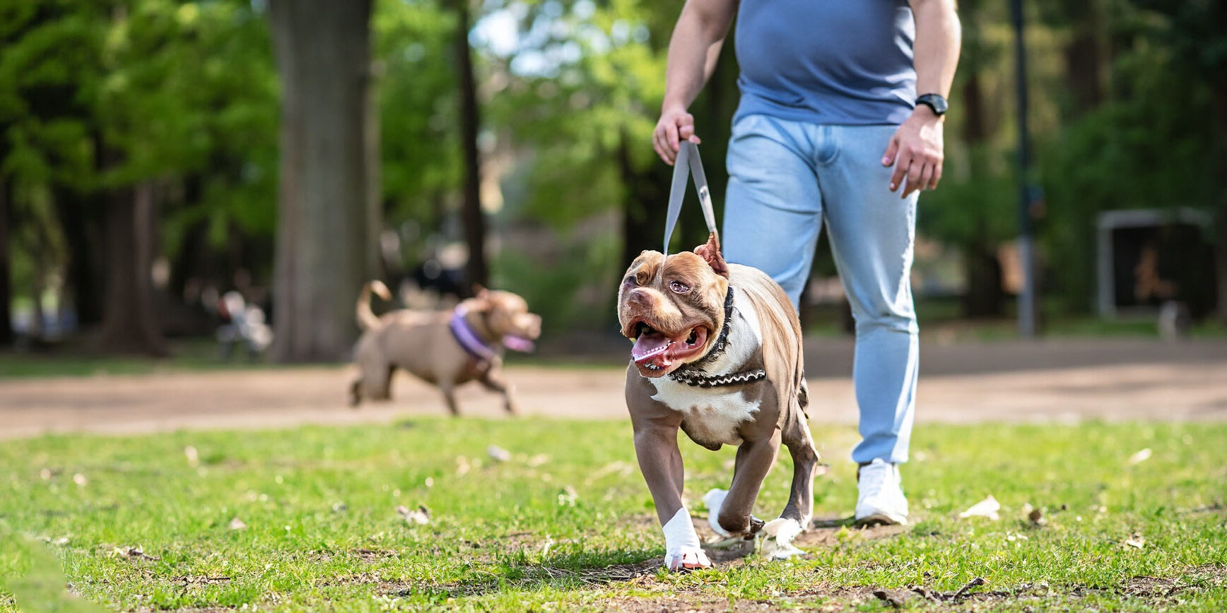 Exercícios físicos e mentais para American Bully