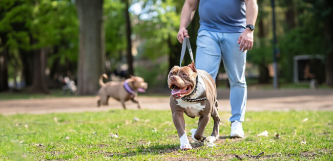 Exercícios físicos e mentais para American Bully Exercícios físicos e mentais para American Bully