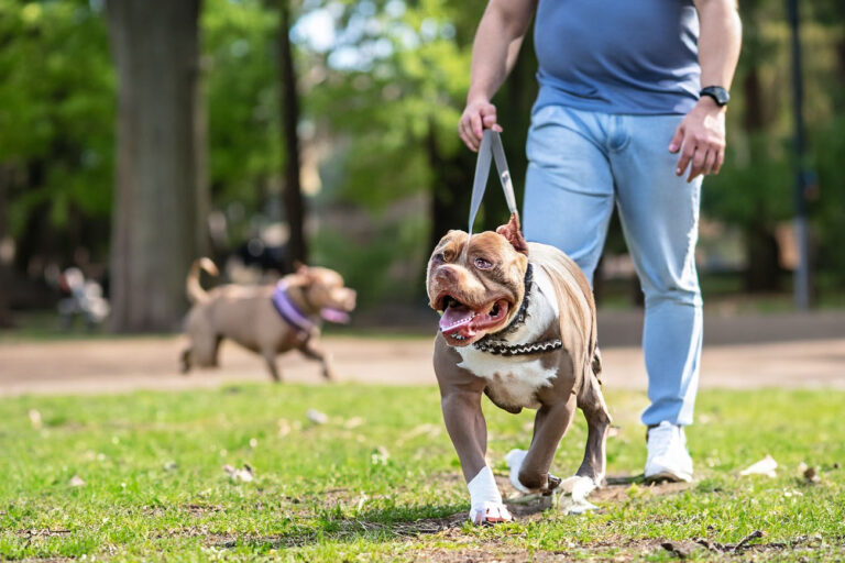 Exercícios físicos e mentais para American Bully