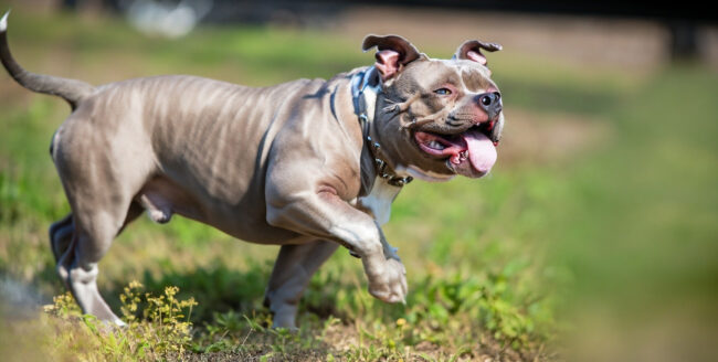 American Bully: O Companheiro Perfeito para Sua Família American Bully: O Companheiro Perfeito para Sua Família