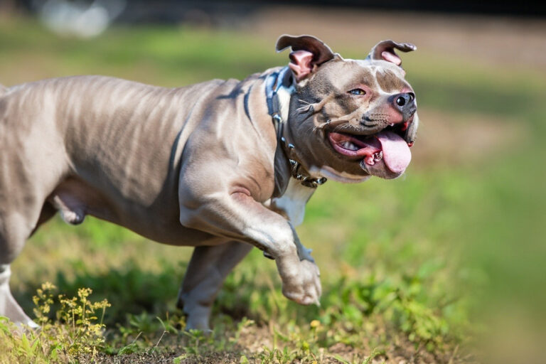 American Bully: O Companheiro Perfeito para Sua Família