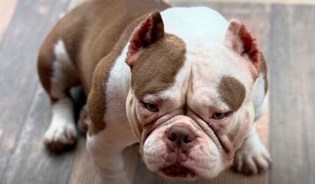 Lágrima Ácida em Cães Lágrima Ácida em Cães