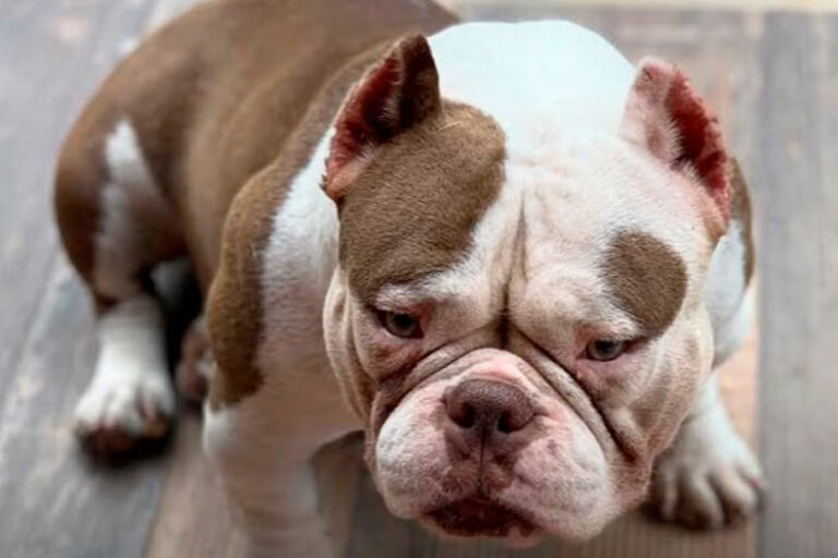 Lágrima Ácida em Cães