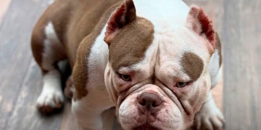 Lágrima Ácida em Cães