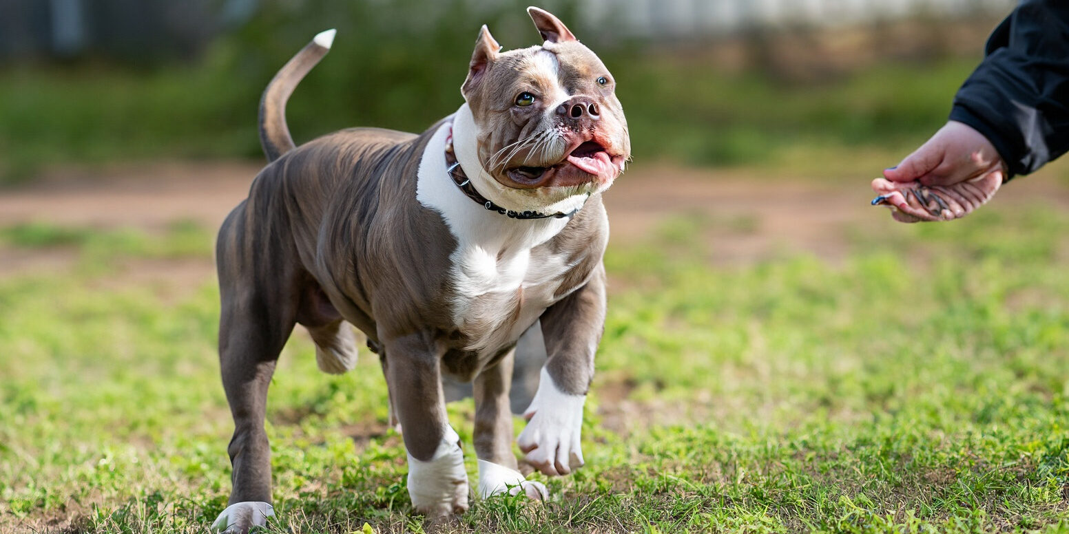 Treinamento com Reforço Positivo para American Bully