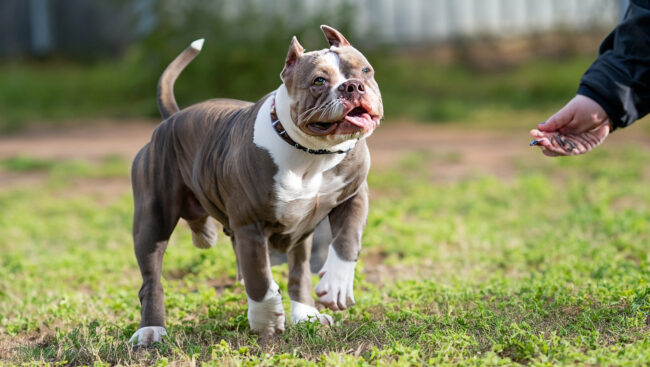 Treinamento com Reforço Positivo para American Bully Treinamento com Reforço Positivo para American Bully