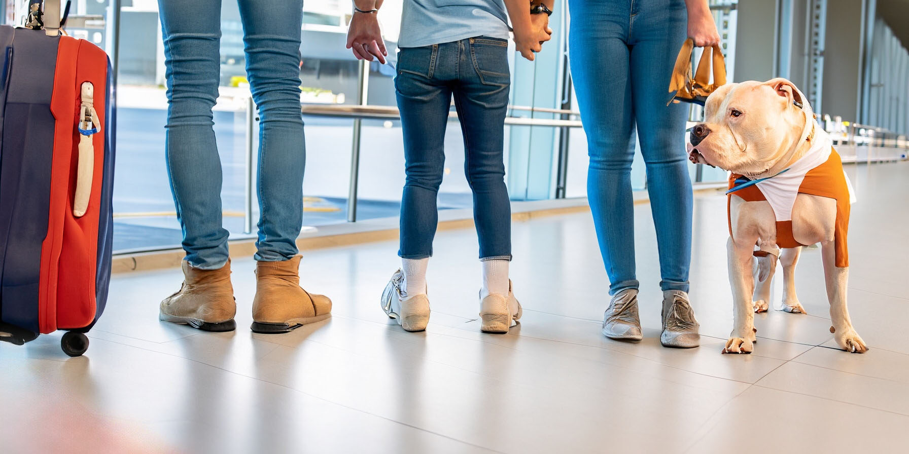 Como Viajar com Cachorro de Forma Confortável e Segura Como Viajar com Cachorro de Forma Confortável e Segura