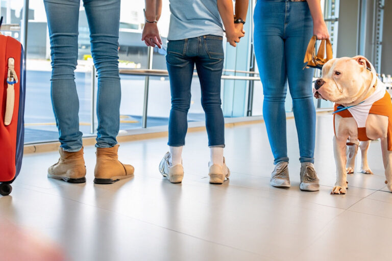 Como Viajar com Cachorro de Forma Confortável e Segura