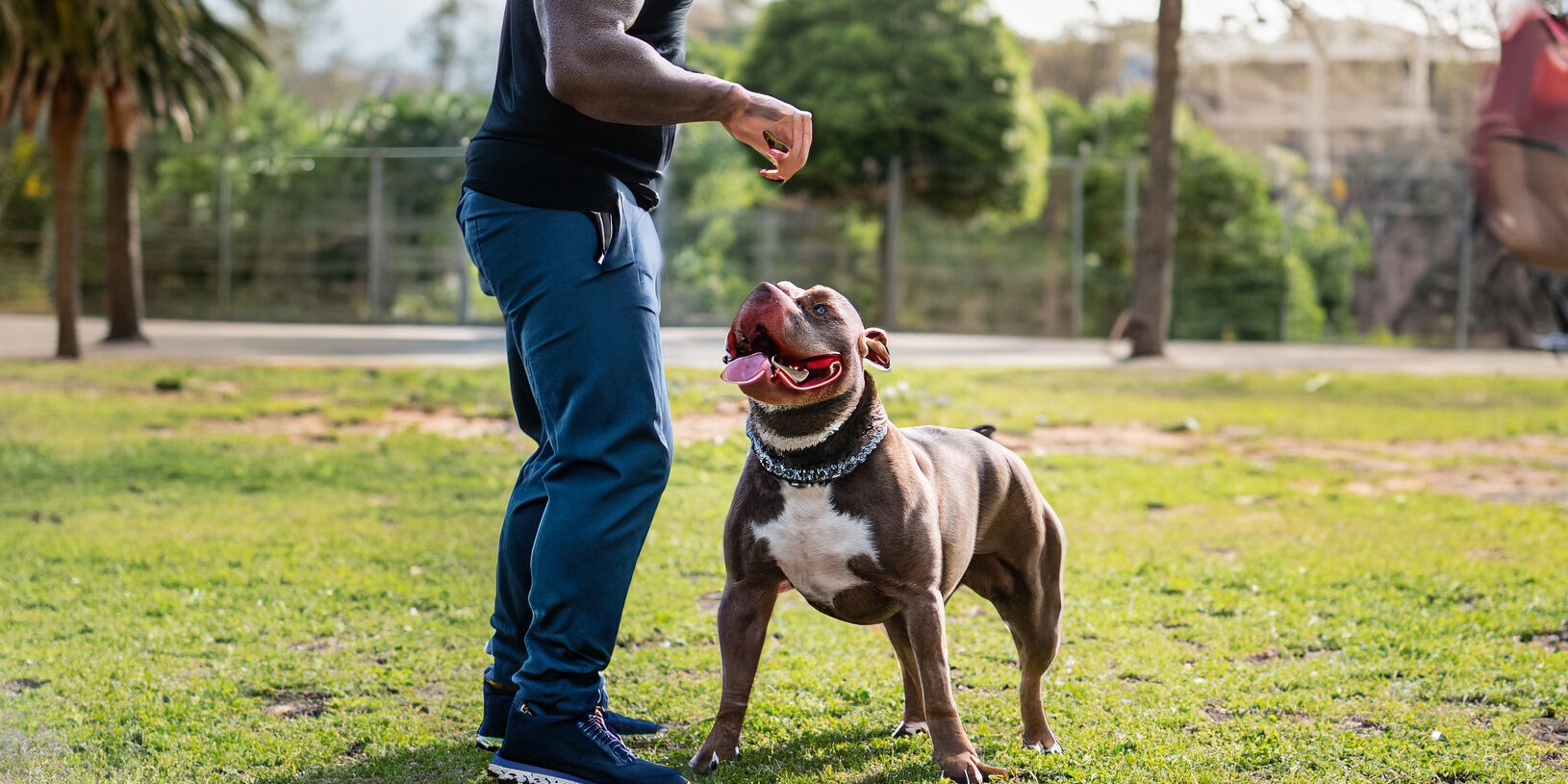 Dicas de como escolher um bom Adestrador de Cães