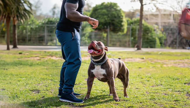 Dicas de como escolher um bom Adestrador de Cães Dicas de como escolher um bom Adestrador de Cães