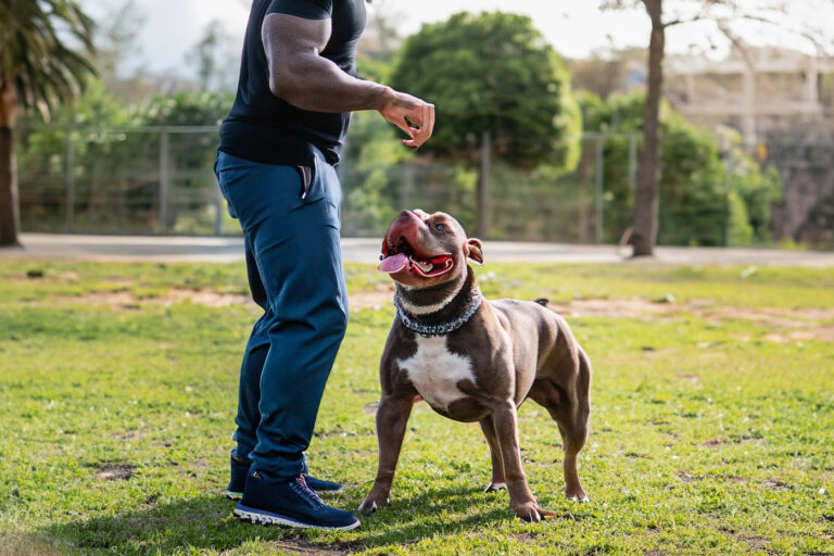 Dicas de como escolher um bom Adestrador de Cães