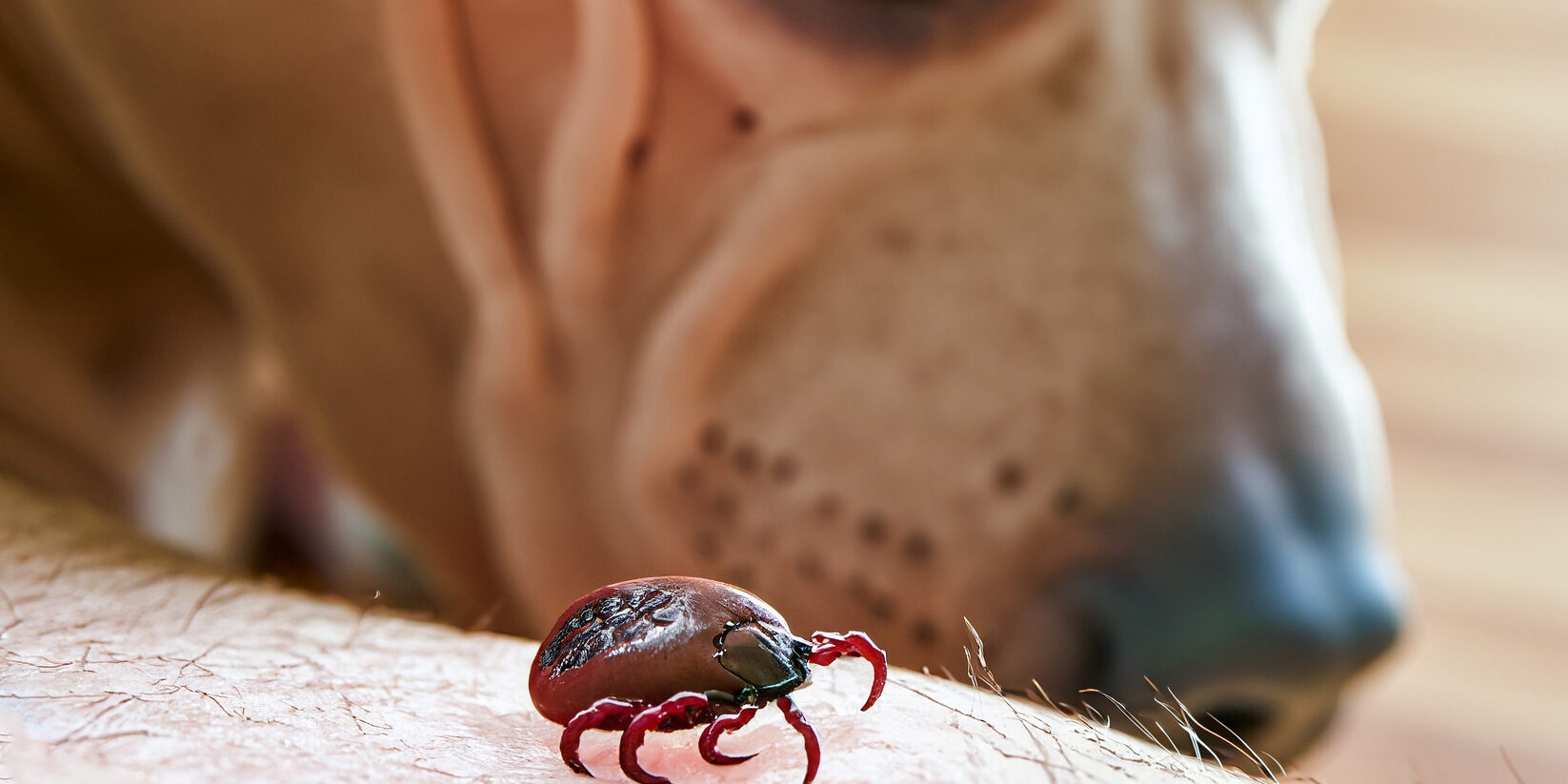 Dicas de como proteger seu cão de pulgas e carrapat