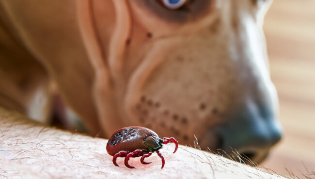 Dicas de como proteger seu cão de pulgas e carrapat Dicas de como proteger seu cão de pulgas e carrapat