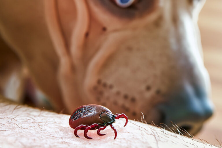 Dicas de como proteger seu cão de pulgas e carrapat