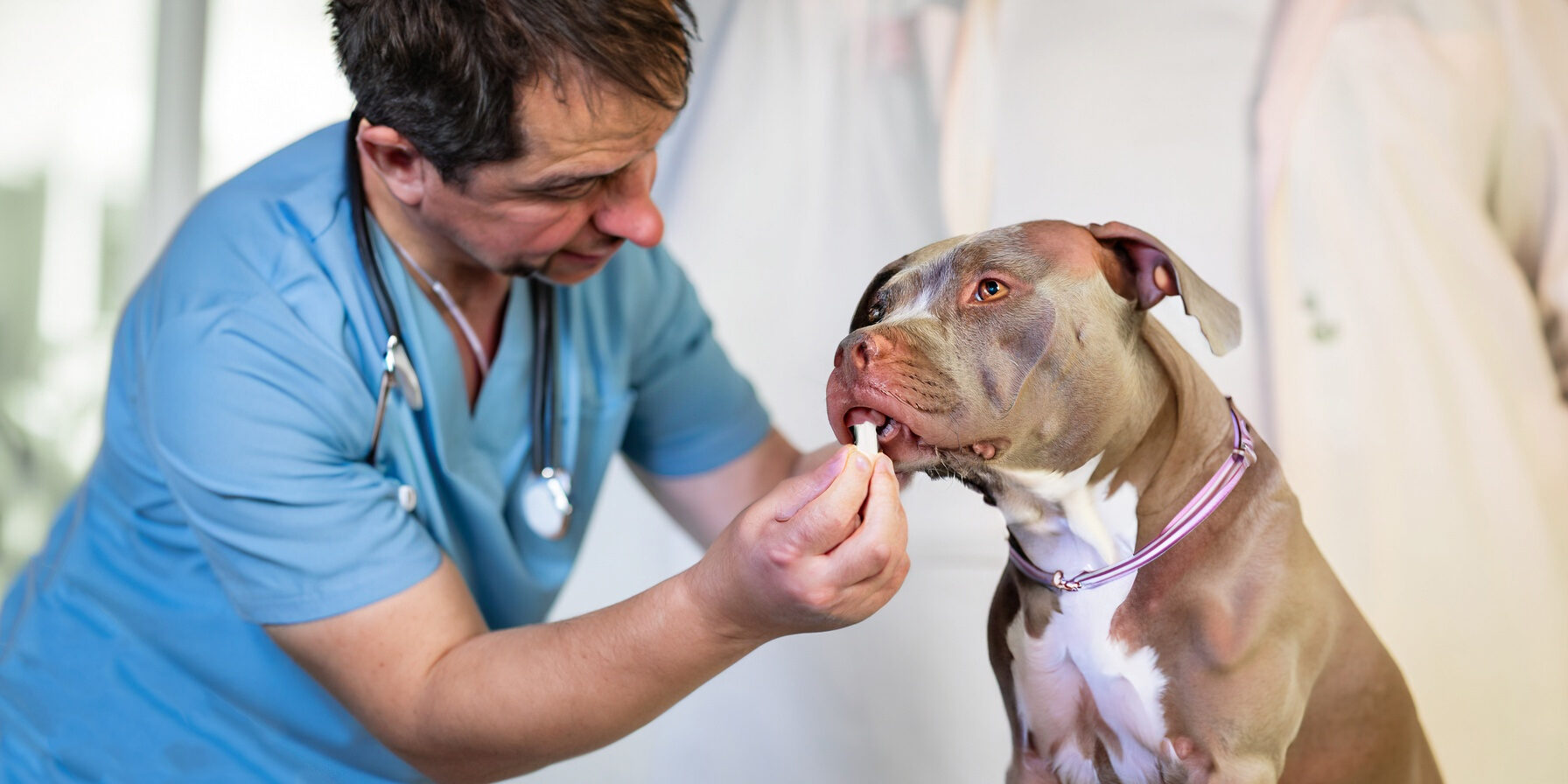 Dicas de como proteger seu cão de vermes