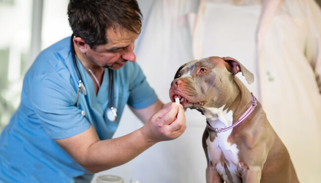 Dicas de como proteger seu cão de vermes Dicas de como proteger seu cão de vermes