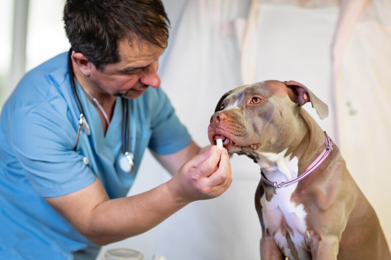 Dicas de como proteger seu cão de vermes