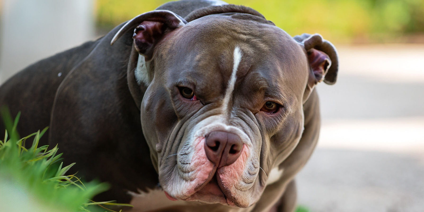 Otite em cães: sintomas, prevenção e tratamento