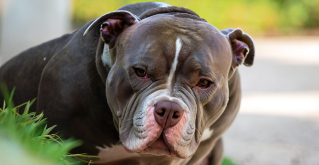 Otite em cães: sintomas, prevenção e tratamento