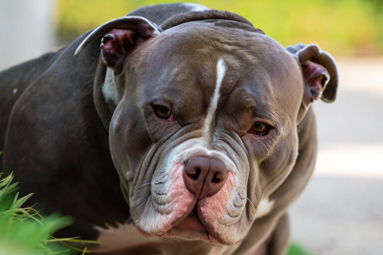 Otite em cães: sintomas, prevenção e tratamento